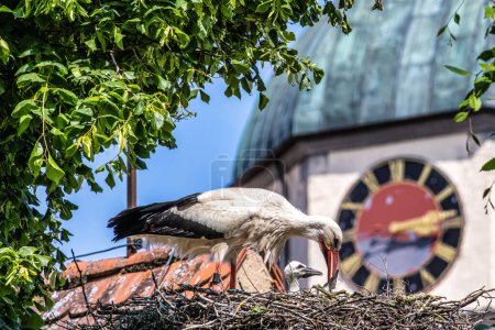 White Stork, Ciconia ciconia with small babies on the nest in Oettingen, Swabia, Bavaria, Germany in Europe. Ciconia ciconia is a bird in the stork family Ciconiidae.Its plumage is mainly white