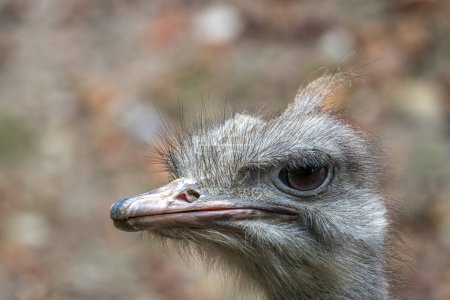 The common ostrich, Struthio camelus, or simply ostrich, is a species of large flightless bird native to Africa. It is one of two extant species of ostriches