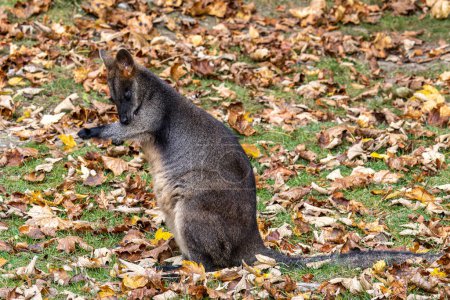 Téléchargez les photos : Le marais Wallaby, Wallabia bicolor, est l'un des plus petits kangourous. Ce wallaby est aussi communément appelé wallaby noir - en image libre de droit