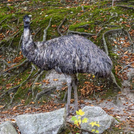 Der Emus, Dromaius novaehollandiae, ist nach seinem Verwandten, dem Strauß, der zweitgrößte lebende Vogel. Es ist endemisch in Australien