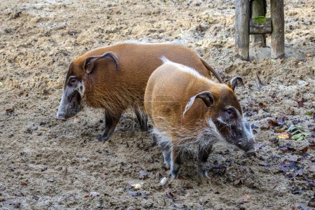 Téléchargez les photos : Porc de rivière rouge, Potamochoerus porcus, également connu sous le nom de cochon de brousse. Ce porc a un sens aigu de l'odorat pour localiser la nourriture sous terre. - en image libre de droit