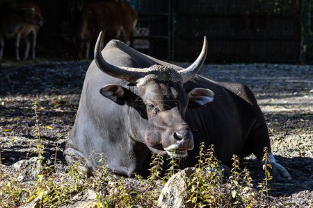 Banteng, Bos javanicus o Red Bull. Es un tipo de ganado salvaje Pero hay características clave que son diferentes del ganado y el bisonte: un fondo de banda blanca tanto en machos como en hembras.