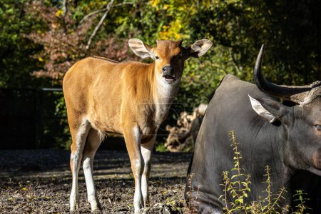 Banteng, Bos javanicus oder Red Bull. Es ist eine Art von wildem Vieh, aber es gibt wichtige Merkmale, die sich von Rindern und Bisons unterscheiden: ein weißes Band unten bei Männchen und Weibchen.