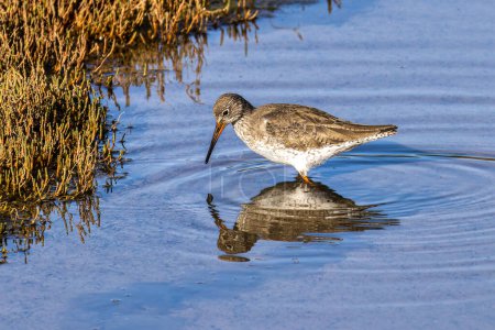 Spotted Redshank, Tringa erythropus looking for food in a beach at Quinta do Lago, Ria Formosa in Portugal, Europa