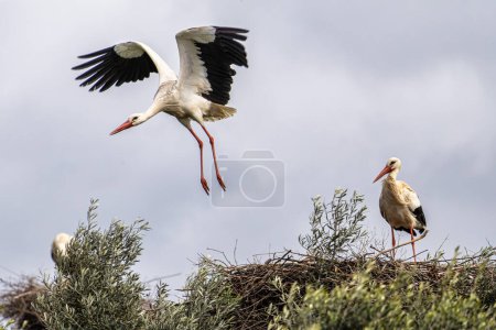 The fascinating White Storks, Ciconia ciconia at Odiaxere in the Algarve region, District Faro in Portugal.