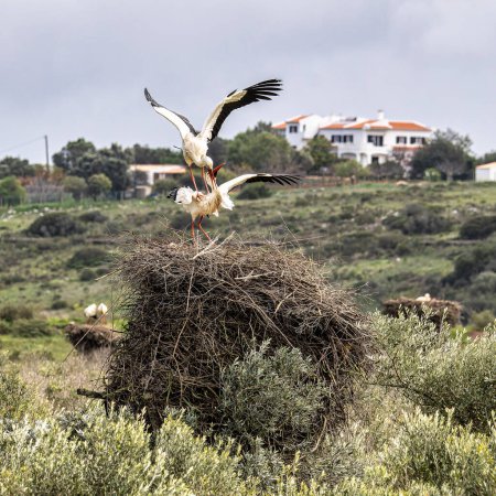 Die faszinierenden Weißstörche, Ciconia ciconia paaren sich auf dem Nest in Odiaxere an der Algarve, Distrikt Faro in Portugal.