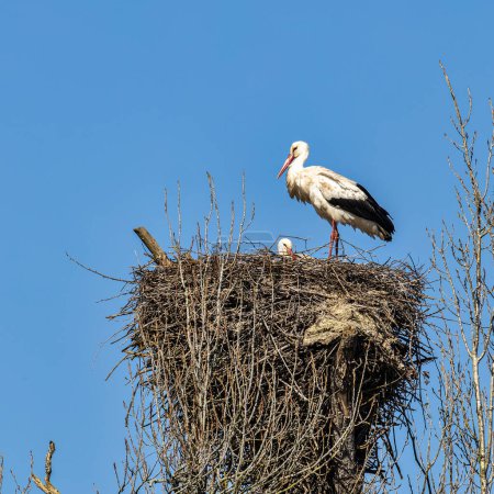 White Storks, Ciconia ciconia at Povoa e Meadas Dam in Castelo de Vide, Alentejo in Portugal