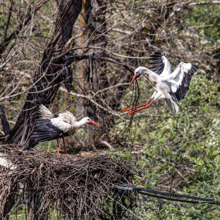 White Storks, Ciconia ciconia at Povoa e Meadas Dam in Castelo de Vide, Alentejo in Portugal