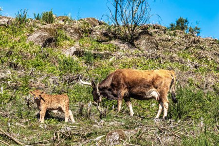 Die Cachena-Kuh im Nationalpark Peneda-Geres im Norden Portugals. Es ist eine traditionelle portugiesische Gebirgsrinderrasse, die für ihre Fleisch- und Zugkraft ausgezeichnet ist..