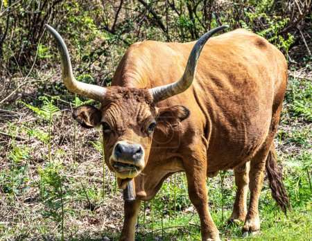 The Cachena cow in Nationalpark Peneda-Geres in North Portugal. It is a traditional Portuguese mountain cattle breed excellent for its meat and traction power.