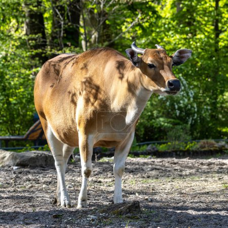 Banteng, Bos javanicus ou Red Bull. C'est un type de bétail sauvage Mais il y a des caractéristiques clés qui sont différentes des bovins et des bisons : un fond de bande blanche chez les mâles et les femelles.