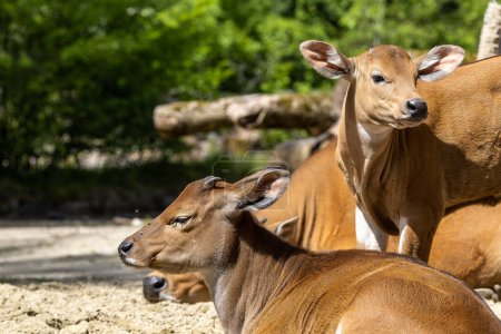 Banteng, Bos javanicus o Red Bull. Es un tipo de ganado salvaje Pero hay características clave que son diferentes del ganado y el bisonte: un fondo de banda blanca tanto en machos como en hembras.