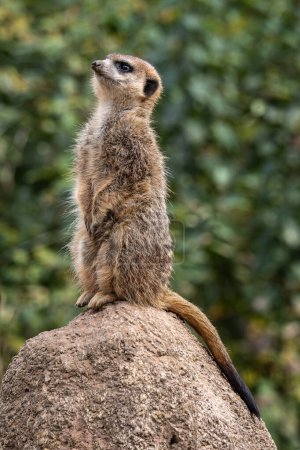 Meerkat, Suricata suricatta sitting on a stone and looking into the distance.