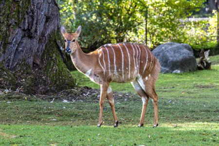 Le nyala, Tragelaphus angasii est une antilope à cornes spirales originaire d'Afrique australe. C'est une espèce de la famille des Bovidae et du genre Nyala, également considérée comme appartenant au genre Tragelaphus..