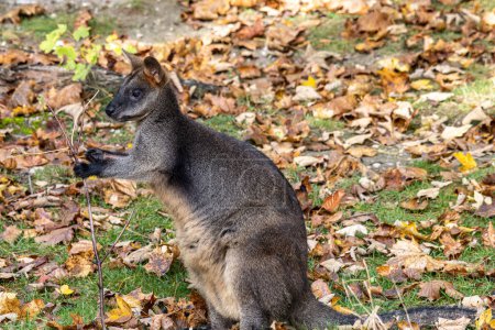 Das Sumpfwallaby, Wallabia bicolor, ist eines der kleineren Kängurus. Dieses Wallaby ist auch als schwarzes Wallaby bekannt
