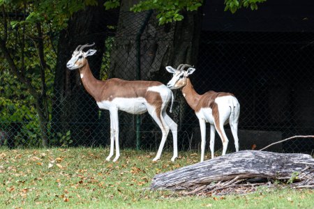 Gazelle de Dama, Gazella dama mhorr ou gazelle de mhorr est une espèce de gazelle. vit en Afrique dans le désert du Sahara et du Sahel et parcourt les arbustes du désert et l'acacia
