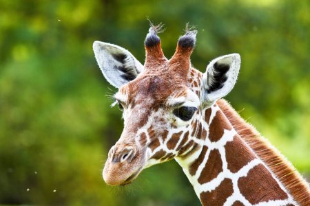 La girafe, Giraffa camelopardalis est un mammifère ongulé à doigts pairs africain, le plus grand de toutes les espèces animales terrestres existantes et le plus grand ruminant.