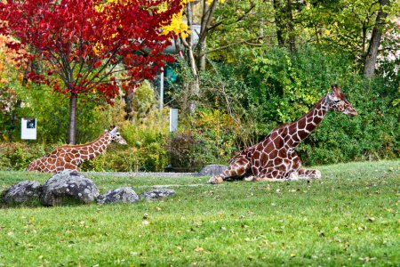 Die Giraffe Giraffa camelopardalis ist ein afrikanisches Huftier, das größte aller existierenden landlebenden Tierarten und der größte Wiederkäuer..