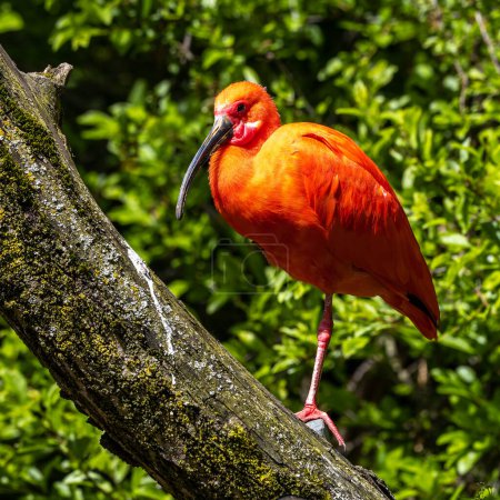 Eudocimus ruber est une espèce d'oiseaux de la famille des Threskiornithidae. Il habite l'Amérique du Sud tropicale et les îles des Caraïbes.