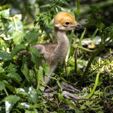 Beautiful yellow fluffy Demoiselle Crane baby gosling, Anthropoides virgo are living in the bright green meadow during the day time. It is a species of crane found in central Eurosiberia