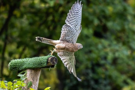 Common kestrel, Falco tinnunculus is a bird of prey species belonging to the kestrel group of the falcon family Falconidae.