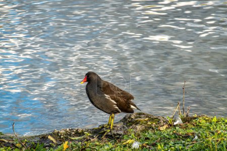 The common moorhen Gallinula chloropus also known as the waterhen, the swamp chicken, and as the common gallinule swimming at a blue lake water