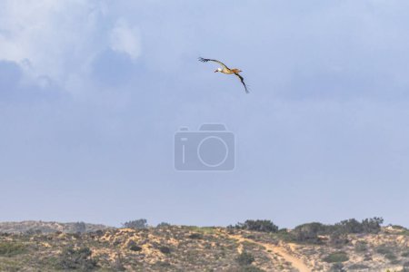White stork flying over a cliff along the coastline of Odeceixe, Algarve in Portugal.