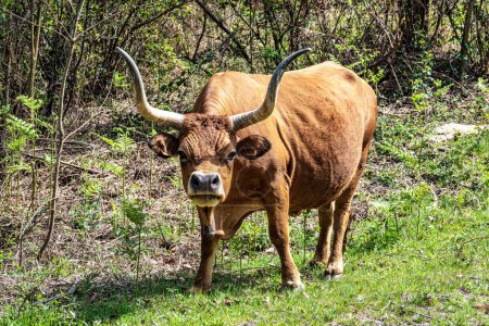 The Cachena cow in Nationalpark Peneda-Geres in North Portugal. It is a traditional Portuguese mountain cattle breed excellent for its meat and traction power.
