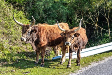 Die Cachena-Kuh im Nationalpark Peneda-Geres im Norden Portugals. Es ist eine traditionelle portugiesische Gebirgsrinderrasse, die für ihre Fleisch- und Zugkraft ausgezeichnet ist..