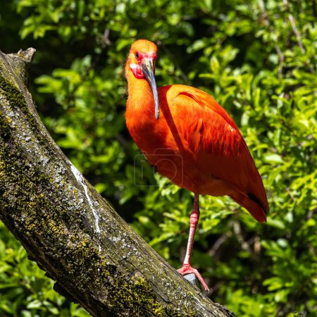 Eudocimus ruber est une espèce d'oiseaux de la famille des Threskiornithidae. Il habite l'Amérique du Sud tropicale et les îles des Caraïbes.