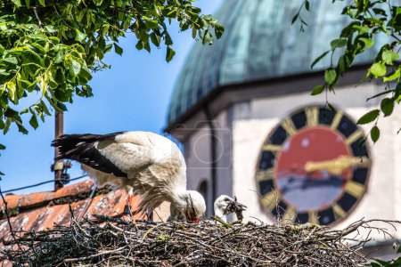 Weißstorch, Ciconia ciconia mit kleinen Babys auf dem Nest im schwäbischen Oettingen, Bayern, Deutschland in Europa. Ciconia ciconia ist ein Vogel aus der Storchenfamilie Ciconida. Sein Gefieder ist überwiegend weiß