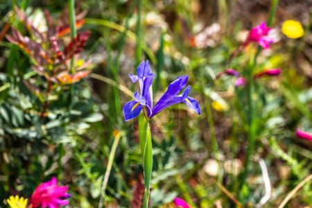 Iris xiphium violeta, comúnmente conocido como el iris español en la costa del Algarve en Portugal. Es un iris nativo de España y Portugal..