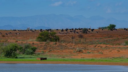 Afrikanische Strauße auf einer Straußenfarm in der Halbwüstenlandschaft von Oudtshoorn, Südafrika