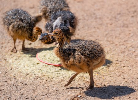 Photo for African ostrich chicks on an ostrich farm in the semi desert landscape of Oudtshoorn South Africa - Royalty Free Image