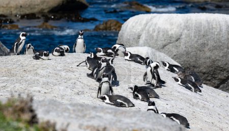 Téléchargez les photos : Pingouins à Boulders Beach à Simons Town Afrique du Sud - en image libre de droit
