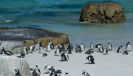 Photo for Penguins at Boulders Beach in Simons Town South Africa - Royalty Free Image