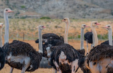 Avestruces africanos en una granja de avestruces en el paisaje semidesértico de Oudtshoorn, Sudáfrica