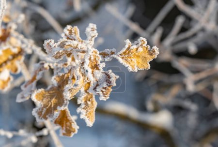 Téléchargez les photos : Vue d'hiver atmosphérique avec cristaux de glace et feuilles sèches enneigées sur les arbres - en image libre de droit