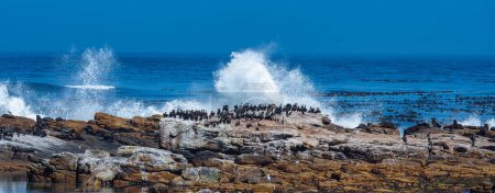 South African fur seals or sea lions and cormorants on sea rocks at the Cape of Good Hope in South Africa