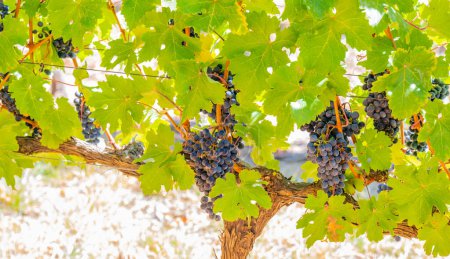 Photo for Grape variety Pinotage vine on the vine in the wine-growing region of Stellenbosch South Africa - Royalty Free Image