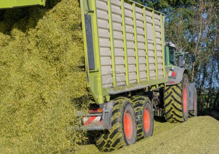 Unloading corn on a corn silage during the corn harvest