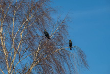 Cormoran reposant sur un arbre
