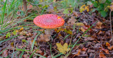 Fly agaric in a forest in autumn