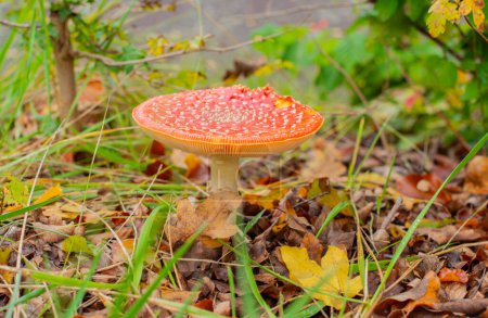Fly agaric in a forest in autumn
