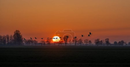 Barnacle Goose y una intensa puesta de sol causada por el polvo del Sahara  