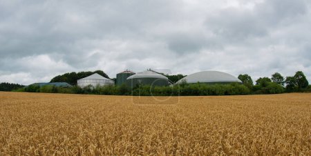 Champ de blé devant une centrale au biogaz pour la production d "électricité et d" énergie