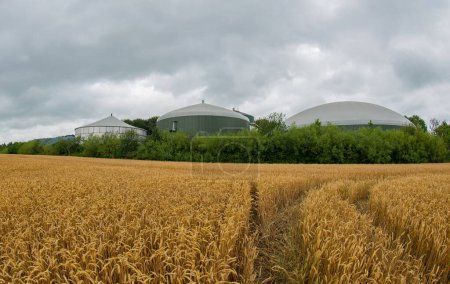 Wheat field in front of a biogas plant for power generation and energy production