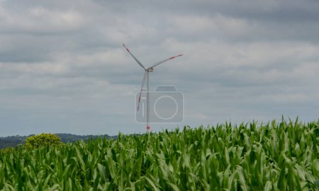 Grande éolienne derrière un champ de maïs
