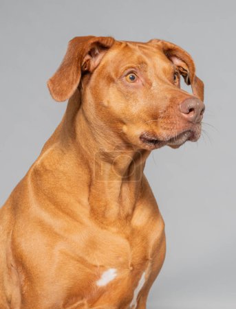 Studio shot of a Rhodesian Ridgeback, it is a recognized dog breed from South Africa