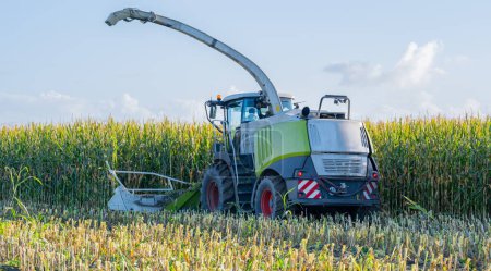 Campo de maíz es cosechado por el helicóptero de maíz